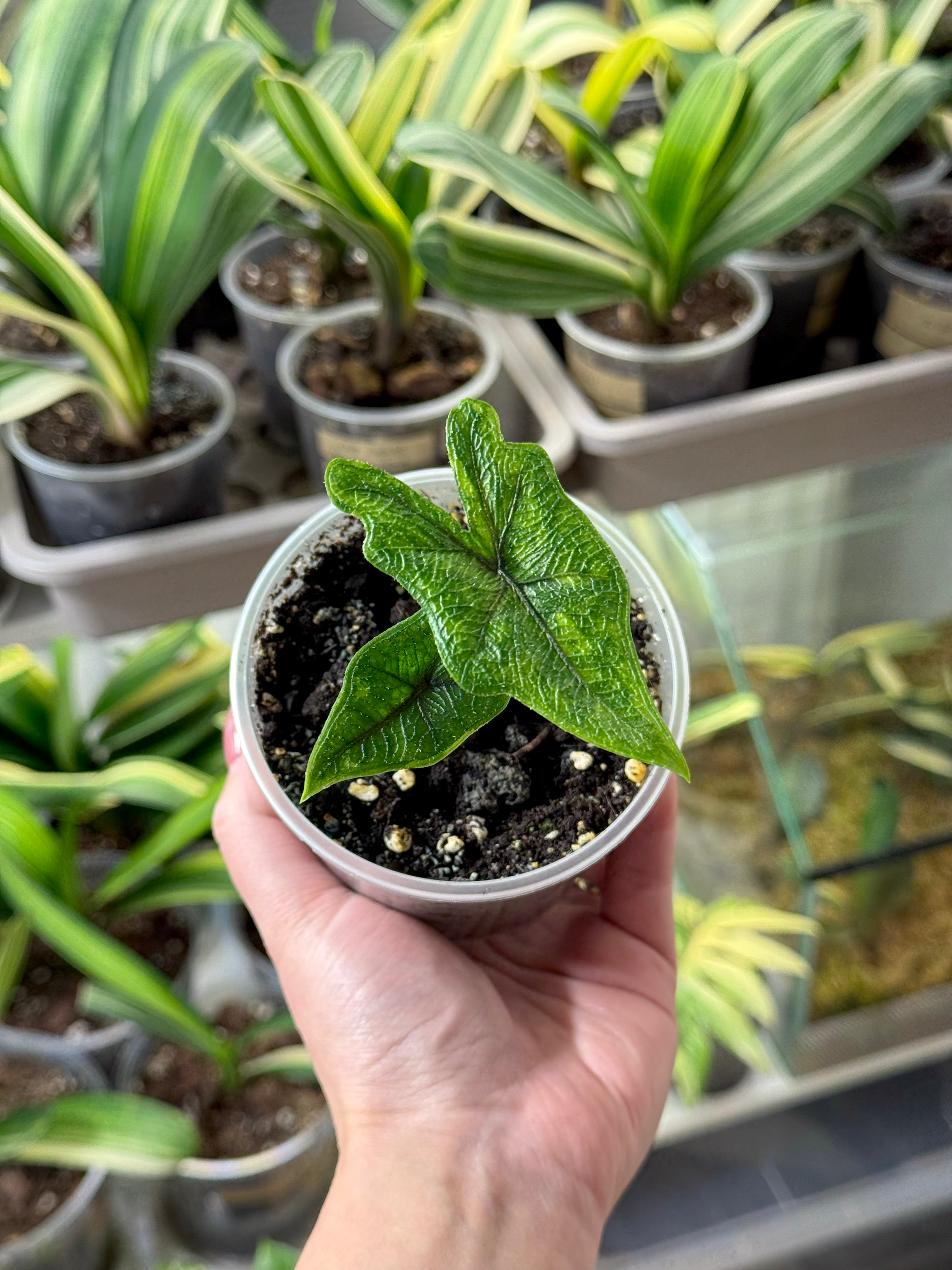 Alocasia Jacklyn Variegata