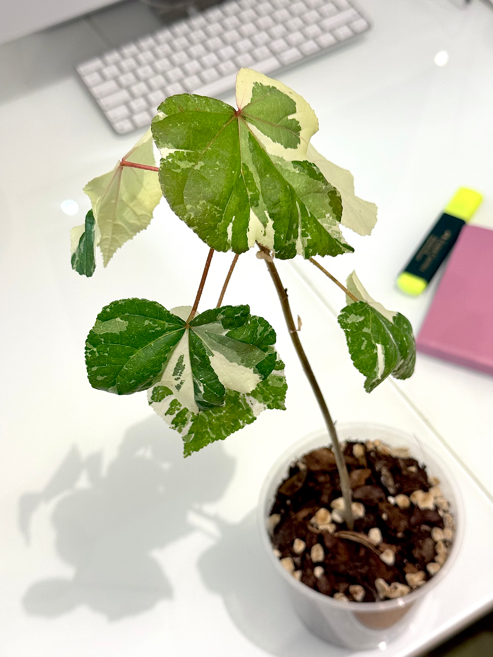 Thumbnail: Hibiscus Tiliaceus Variegata
