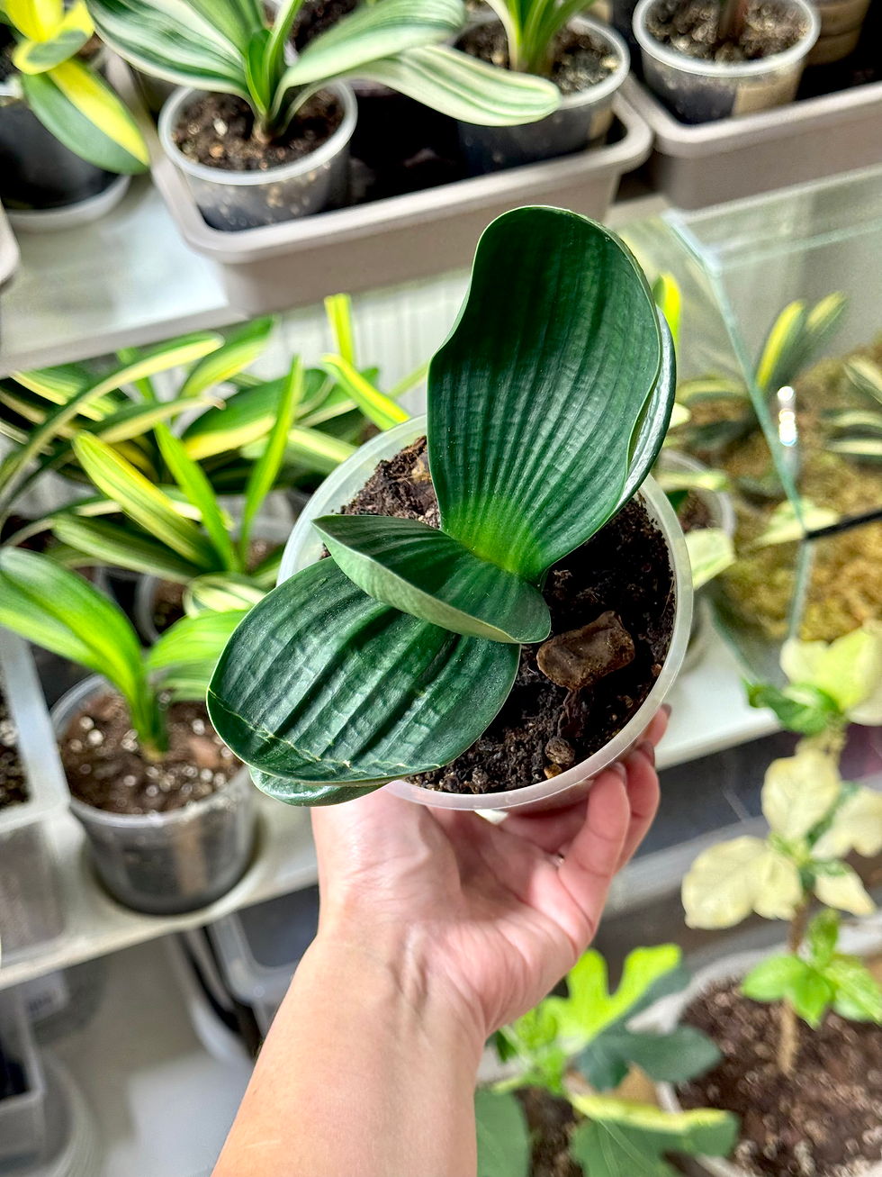 Thumbnail: Clivia Miniata ‘Paddle’ | Short Leaves