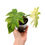 Thumbnail: Philodendron Radiatum Variegata (Rooted Top Cutting)