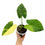 Miniaturbild: Alocasia Gageana Aurea Variegata