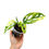 Thumbnail: Monstera Adansonii Aurea Variegata