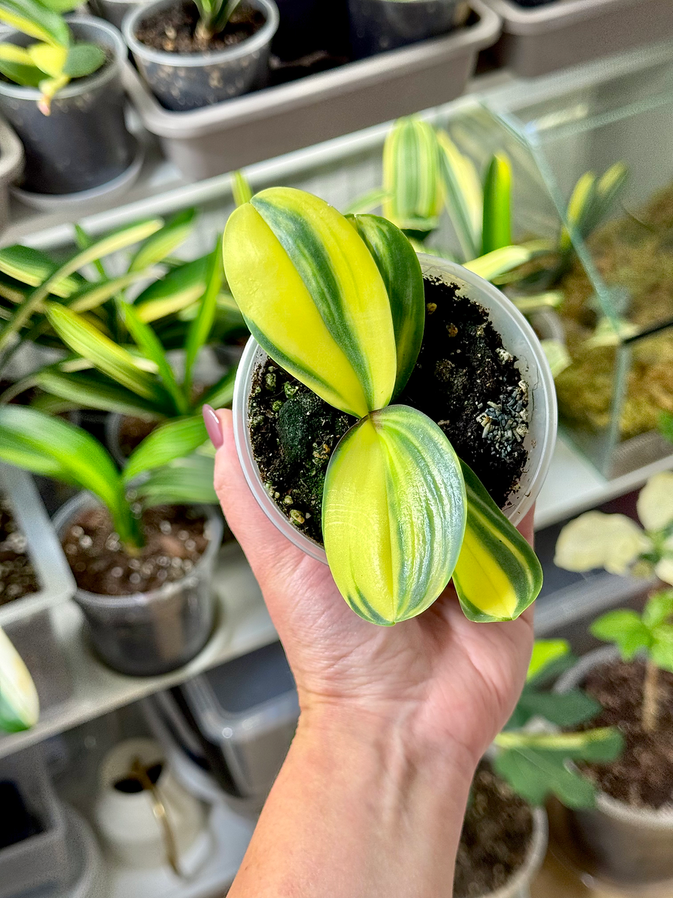 Thumbnail: Phalaenopsis Variegata | Variegated Moth Orchid | Trade Name : Super Baby
