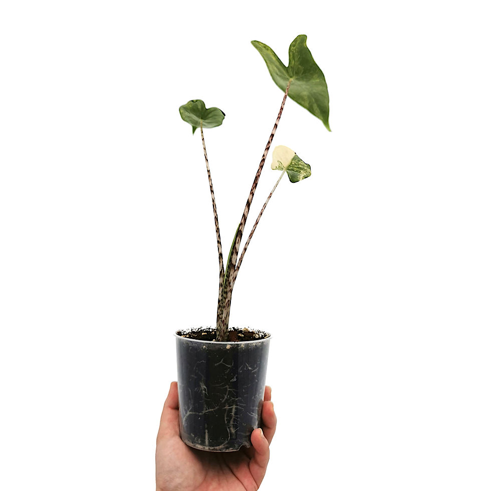 Thumbnail: Alocasia Zebrina Variegata