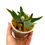 Miniaturbild: Hirschhornfarn Platycerium Willinckii Jade Girl Sporeling