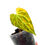 Miniaturbild: Anthurium Clarinervium Variegata