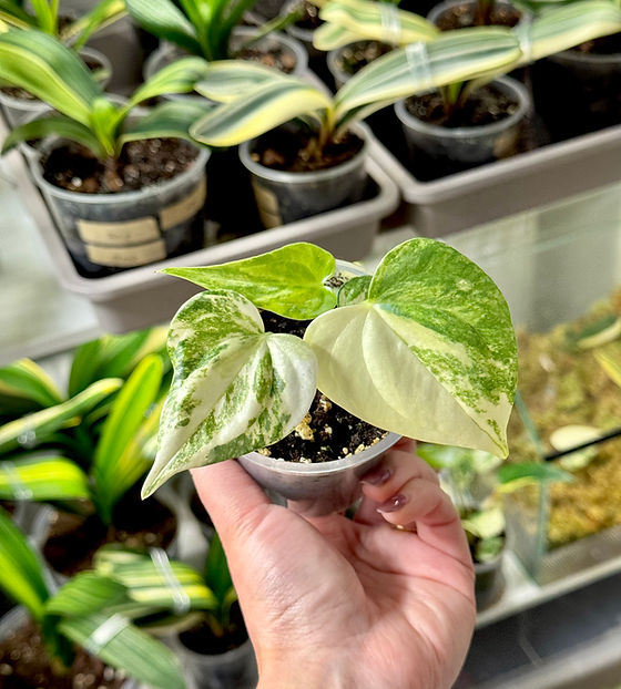 Anthurium Pedatoradiatum Variegata | Young Plant | Kern Plants