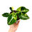 Miniaturbild: Syngonium Scrambled Eggs