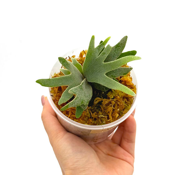 P.willinckii ’Nano’ spore 2202 Staghorn Fern Platycerium Willinckii Nano Sporeling | Kern