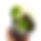 Miniaturbild: Hibiscus Tiliaceus Variegata