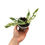 Thumbnail: Monstera Adansonii Indonesian Marble