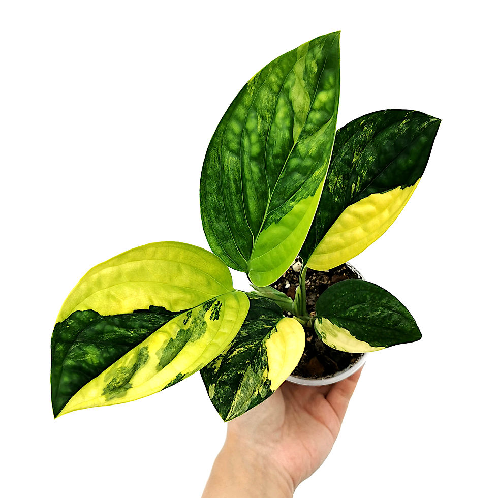 ⭐︎美株⭐︎ Monstera pertusa cv.'Variegata' 4号 ⭐︎美株⭐︎ Monstera pertusa cv.'Variegata' 4号