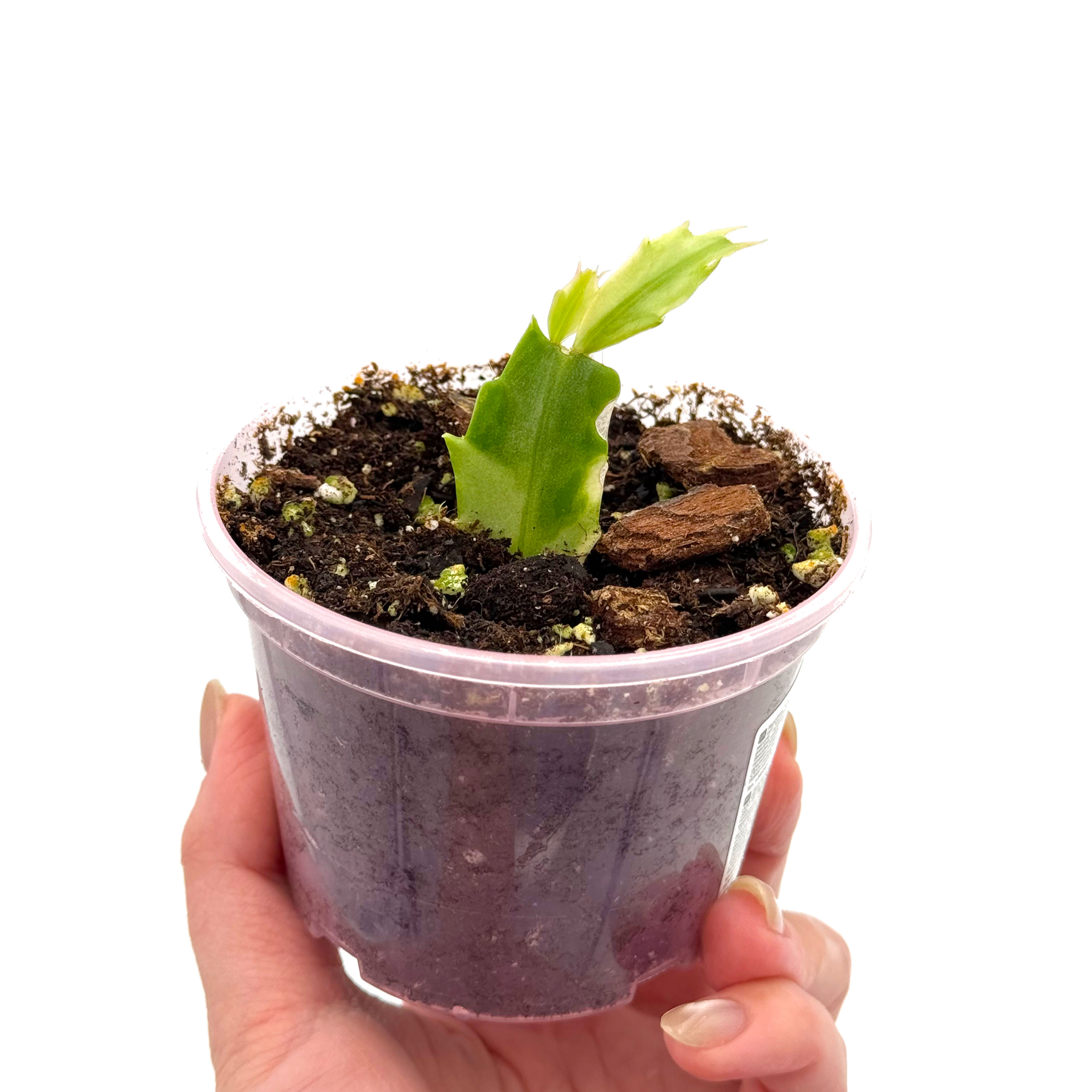 Schlumbergera Truncata Variegata / Variegated Zygocactus