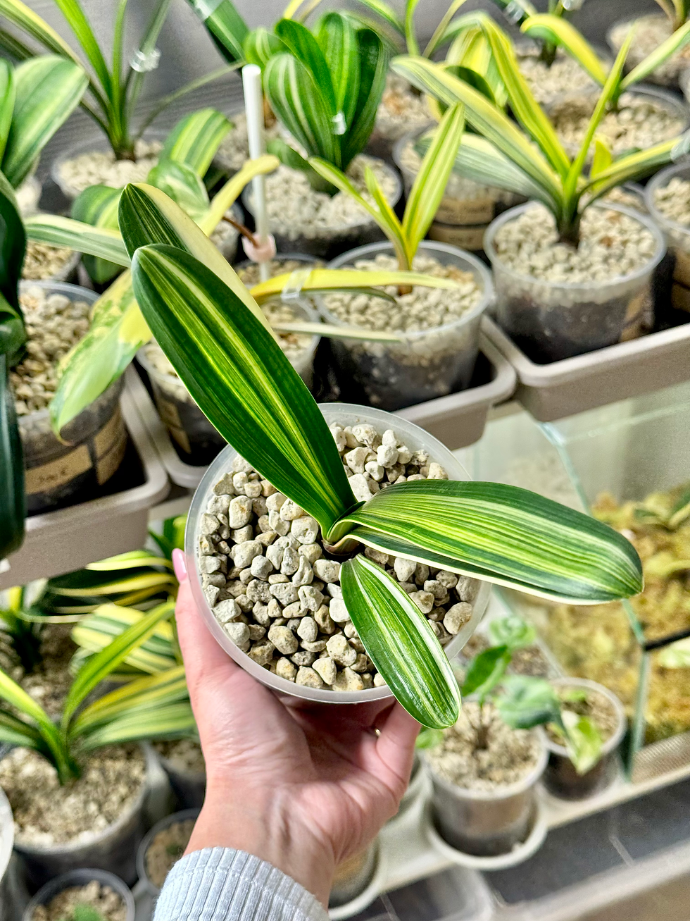 Miniaturbild: Clivia Miniata 'Victory' Variegata