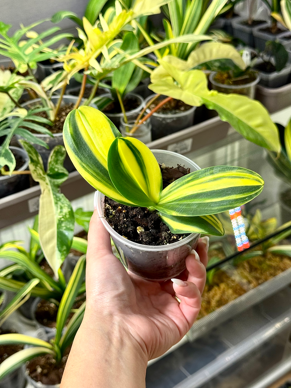 Staghorn Fern Platycerium Willinckii OMG Sporelings | Kern