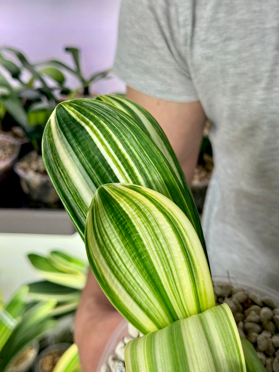 Miniaturbild: Clivia Miniata Variegata | 'You-Ma-Cai'