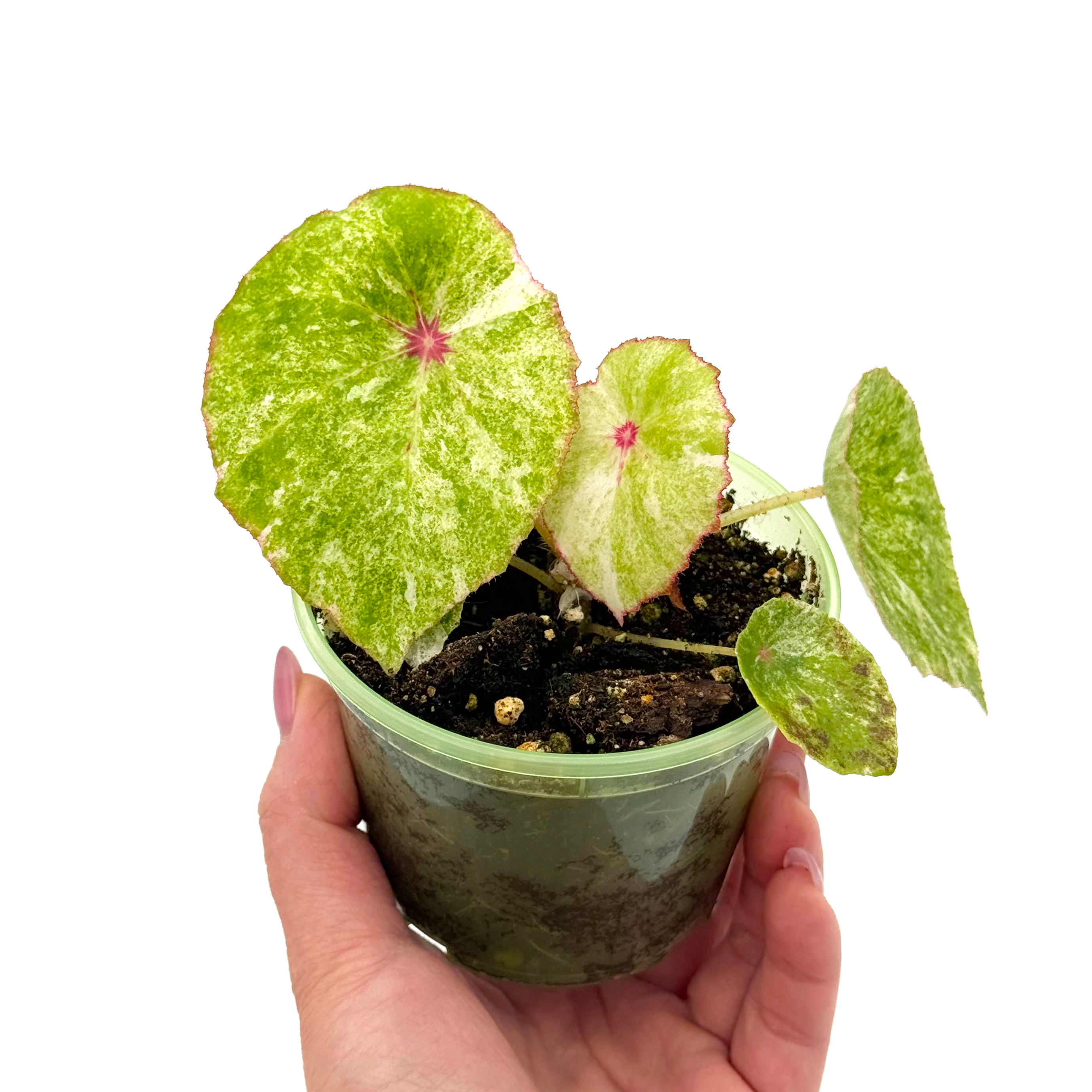 Begonia Rouge Variegata