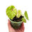 Miniaturbild: Begonia Rouge Variegata