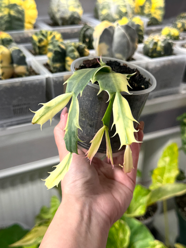 epipremnum amplissimum variegata Epipremnum 'Silver Stripe': Unique & Elegant Variegated Pothos