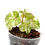 Miniaturbild: Begonia Rouge Variegata