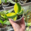 Thumbnail: Phalaenopsis Variegata | Variegated Moth Orchid | Trade Name : Super Baby