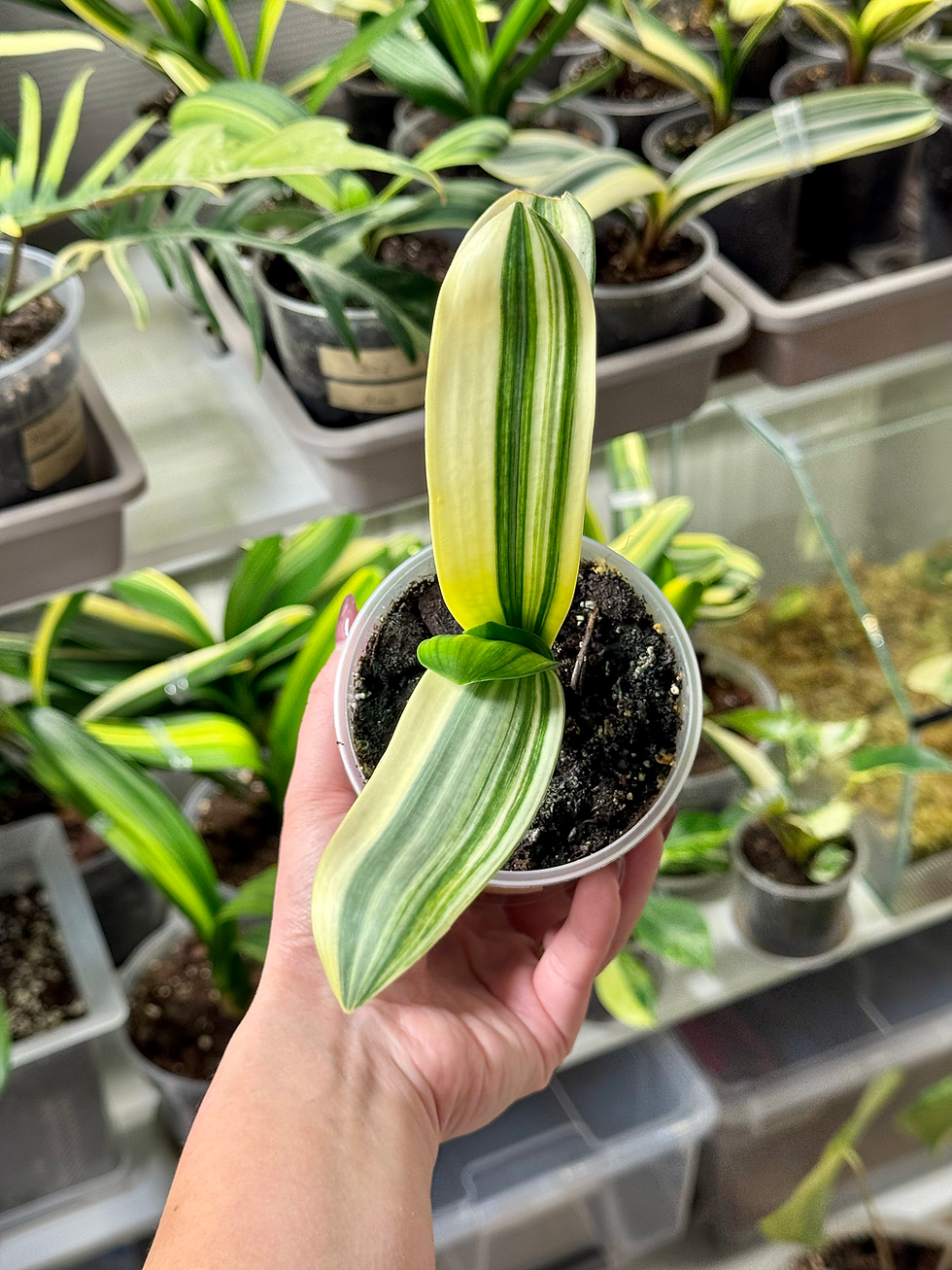 Thumbnail: Clivia Miniata Variegata (Orange-Red Flowers)