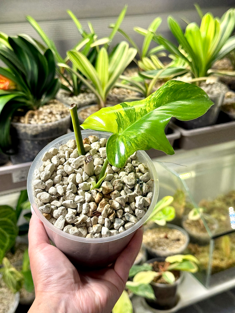 Miniaturbild: Philodendron Amber Eagle / Philodendron Florida Beauty x Mayoi Variegata