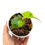 Miniaturbild: Alocasia Stingray Aurea Variegata
