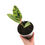 Thumbnail: Ficus Elastica 'Shivereana'