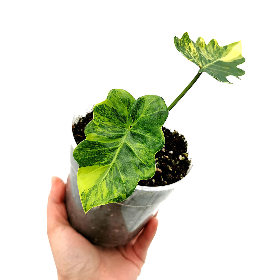 Thumbnail: Thaumatophyllum Java Beauty Variegata / Williamsii Hybrid Variegata