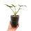 Thumbnail: Thaumatophyllum / Philodendron Williamsii Variegata