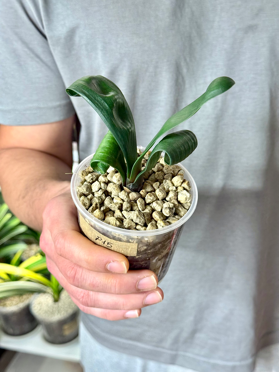 Thumbnail: Clivia Permanent | Rare Natural Curly Leaf Clivia