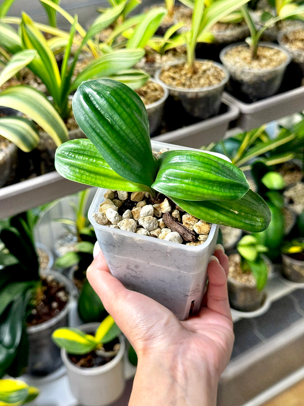 Miniaturbild: Clivia Miniata ‘Hengque’ (Horizontal Sparrow) | Zwergform