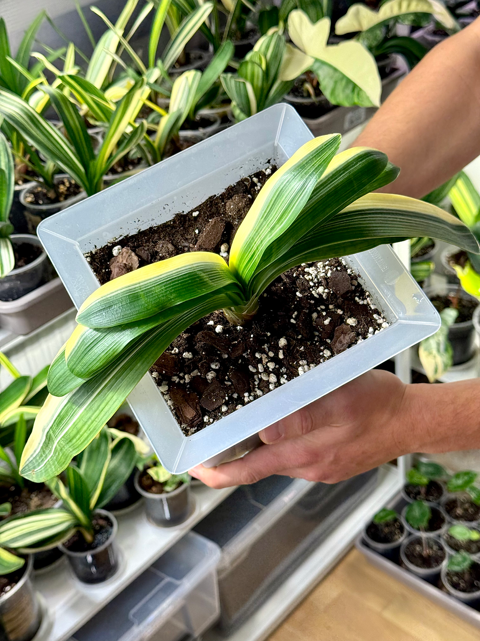 Miniaturbild: Clivia Miniata 'Tiger' Variegata (Orangerote Blüten)