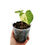 Miniaturbild: Anthurium Clarinervium Variegata (Jungpflanze)