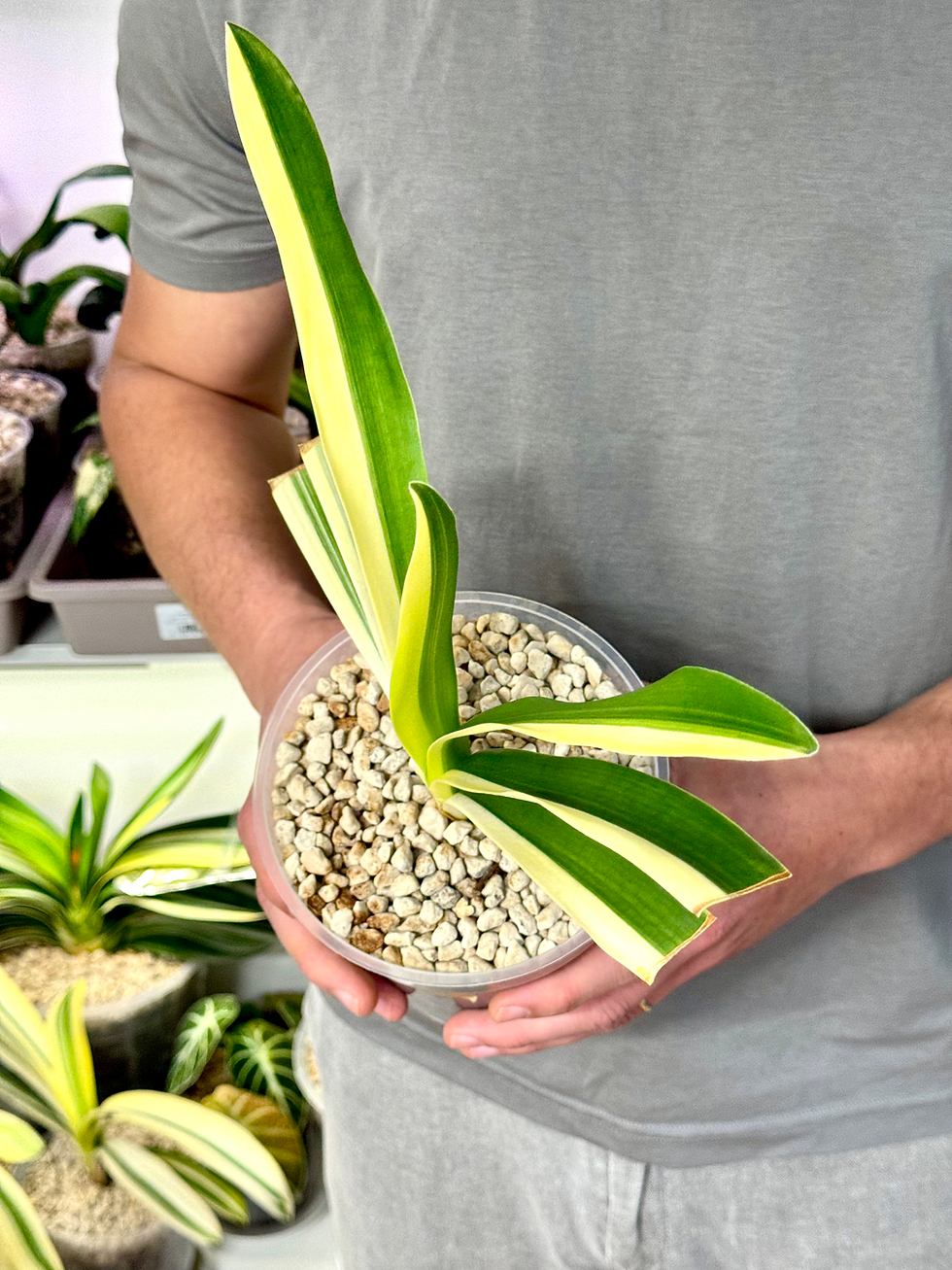 Miniaturbild: Clivia Nobilis Variegata x Clivia Miniata Variegata (Gelbe Blüten)