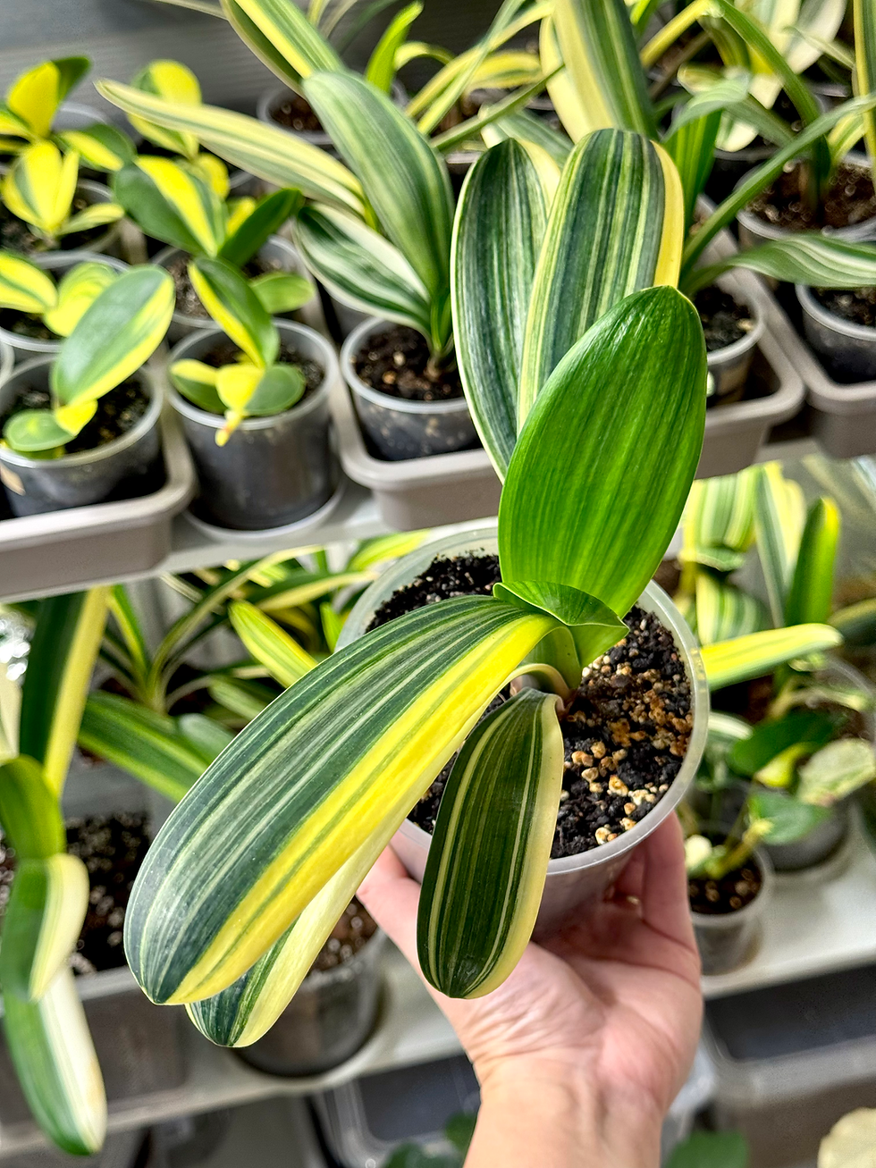 Miniaturbild: Clivia Miniata Variegata (Orangerote Blüten)