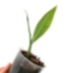 Thumbnail: Rhaphidophora Megasperma (Young Plant)