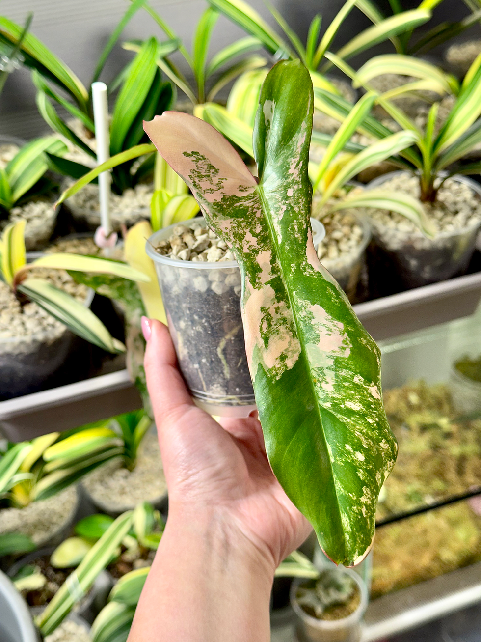 Thumbnail: Philodendron Florida Beauty x Paraiso Verde