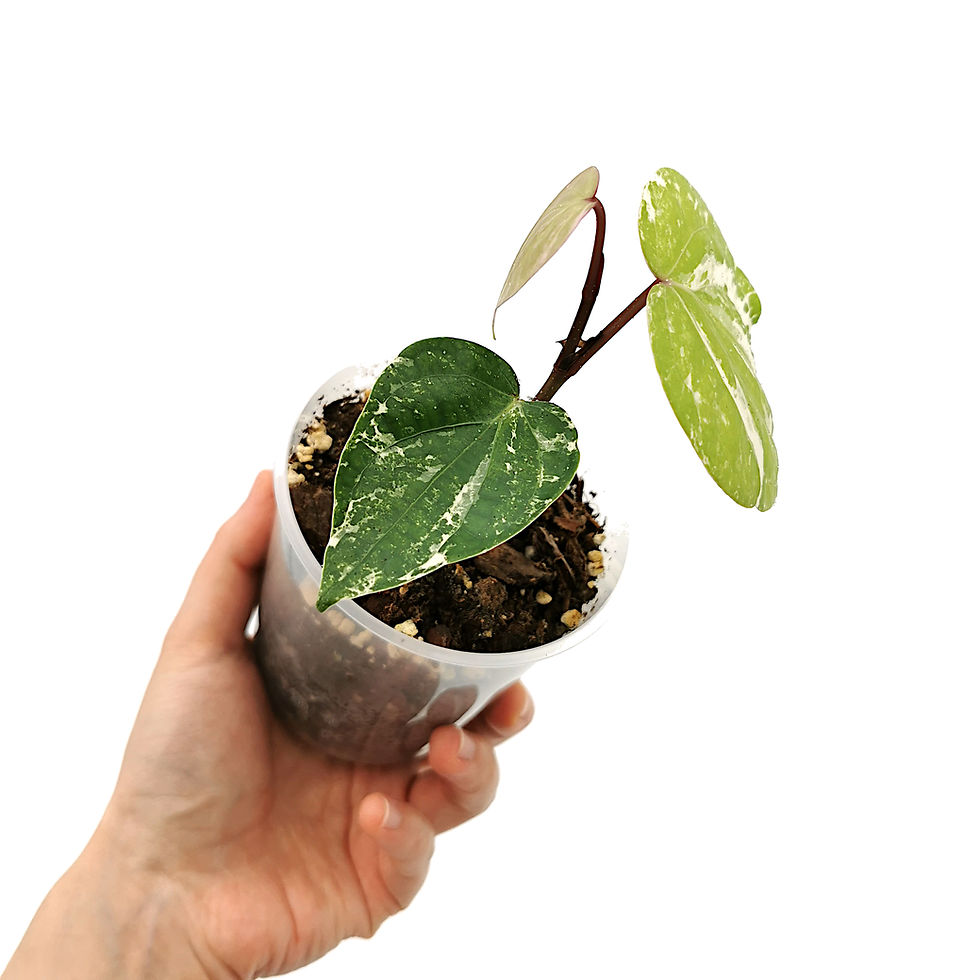 Thumbnail: Piper Nigrum Albo Variegata