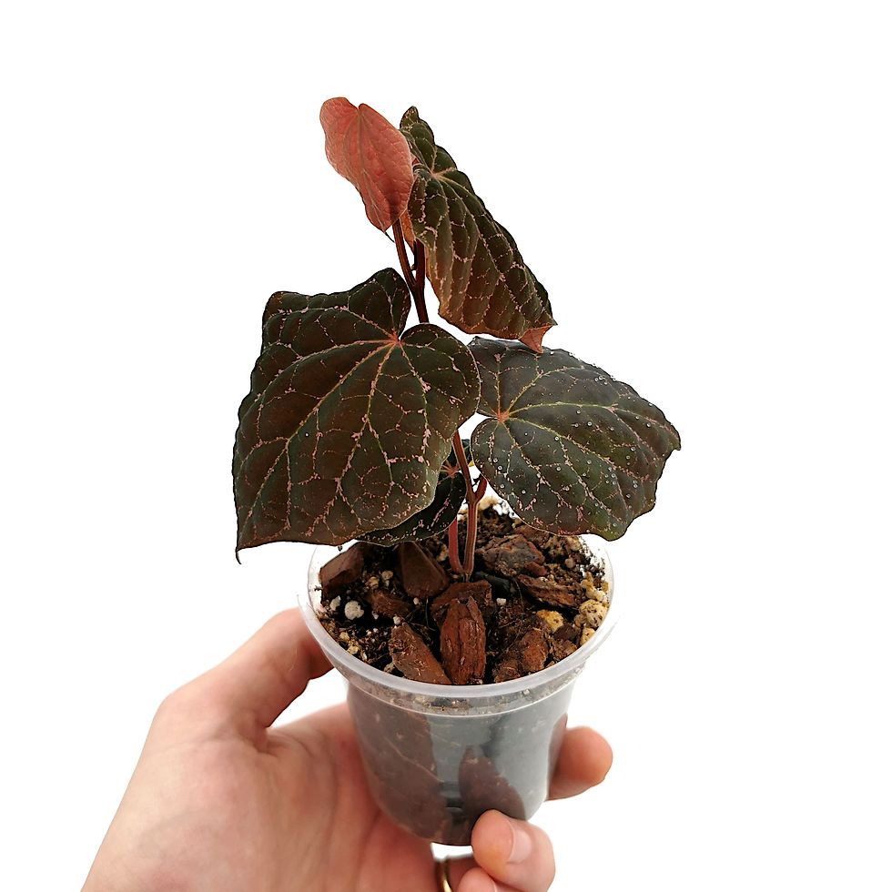 Thumbnail: Piper Porphyrophyllum