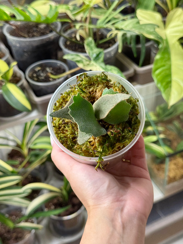 Staghorn Fern Platycerium Willinckii Nano Sporeling | Kern Plants