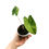 Thumbnail: Alocasia Zebrina Variegata (Young Plant)