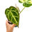 Miniaturbild: Anthurium Crystallinum Variegata