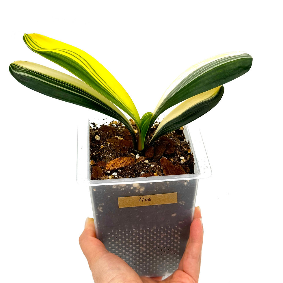 Thumbnail: Clivia Miniata 'Monk' Variegata (Orange-Red Flowers)