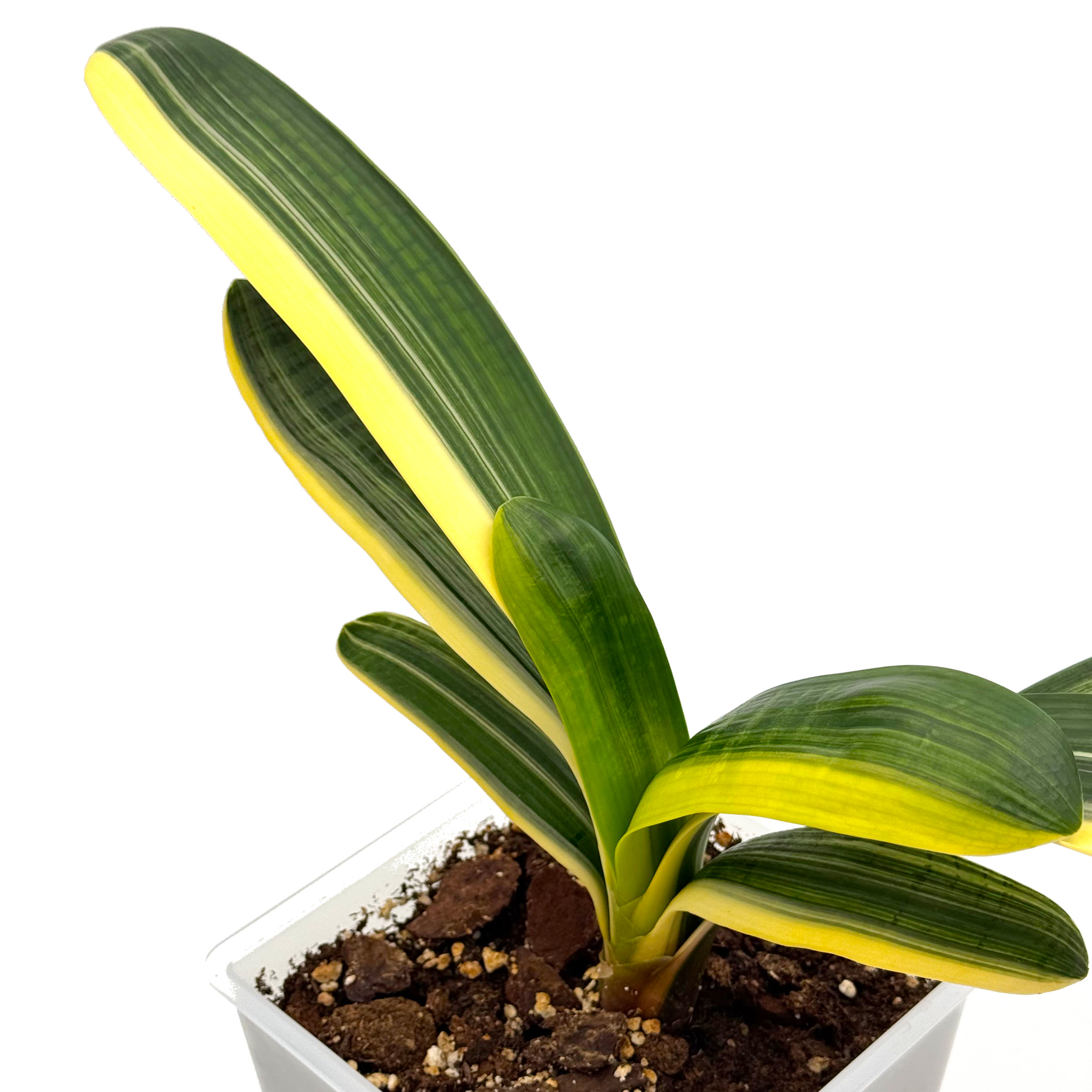 Clivia Miniata 'Tiger' Variegata (Orange-Red Flowers)