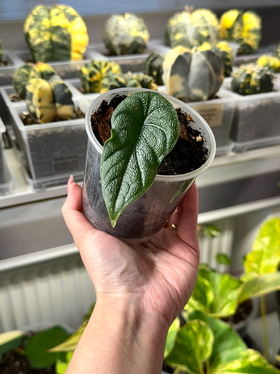 Thumbnail: Alocasia Melo