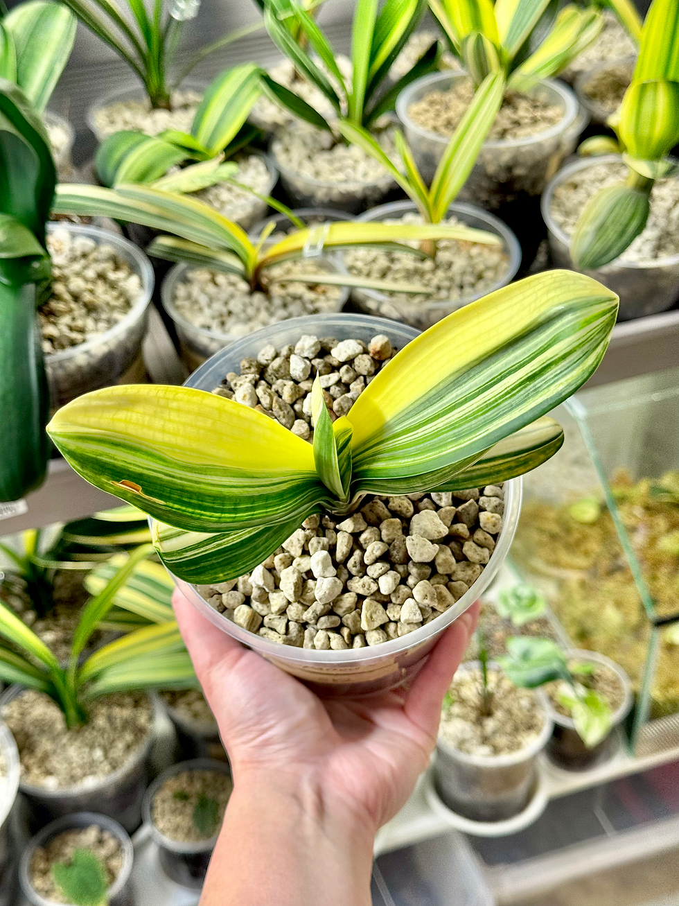 Thumbnail: Clivia Miniata ‘Sparrow' Variegata x Clivia Miniata Variegata | Hybrid