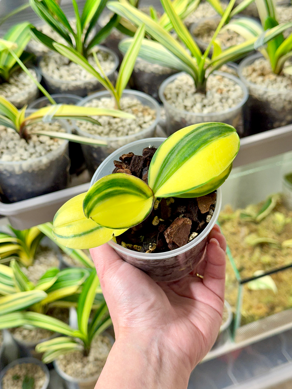 Thumbnail: Phalaenopsis Variegata | Variegated Moth Orchid | Trade Name : Super Baby