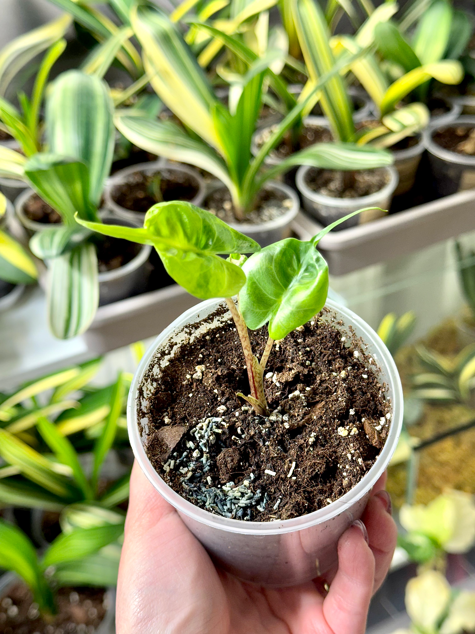 Thumbnail: Alocasia Stingray Aurea Variegata | Young Plant